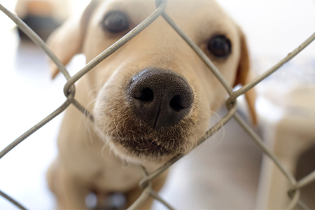 Curious golden lab is poking his nose through a fence curiously