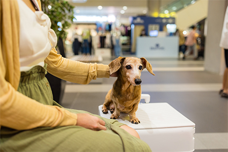 Cute dachshund dog at the airport