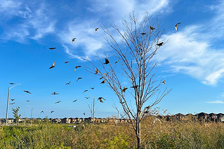 shot of birds perched on a barren tree