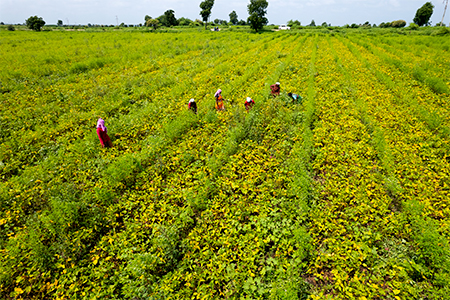 Aerial view of Green soybean field in India, Agricultural industry.