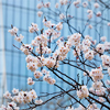 Blooming sakura blossoms flowers close up with skyscraper in the background