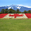 canada flag made from flowers