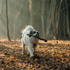 happy white dog with stick in his mouth playing in foggy forest in late autumn