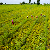 Aerial view of Green soybean field in India, Agricultural industry.