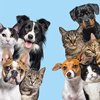 Large group of cats and dogs looking at the camera on blue background
