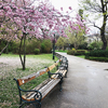 Park with cherry blossom