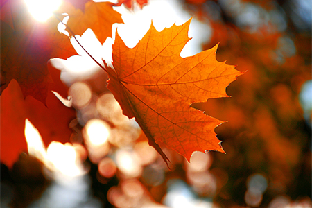 Embracing the warmth of autumn, a brilliant orange leaf 