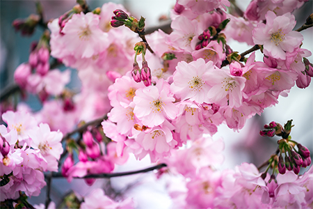 tender pink cherry blossoms, sakura. Japan