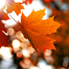 Embracing the warmth of autumn, a brilliant orange leaf 