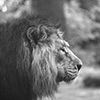portrait of a large beautiful lion