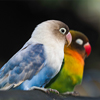 Colorful parrots on a tree branch