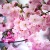 tender pink cherry blossoms, sakura. Japan