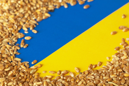 Wheat grains on the yellow and blue flag of Ukraine, Ukrainian grain crisis, global hunger crisis co