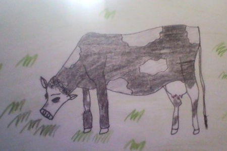 drawing of cow