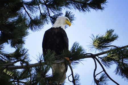 Bald eagle on pine tree - bright blue background