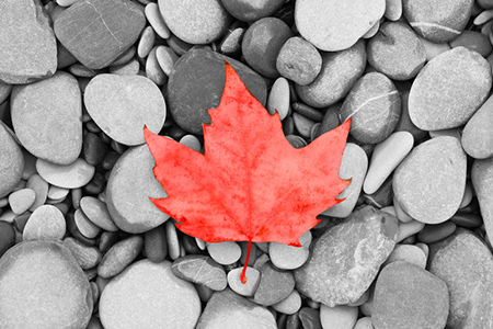 red maple leaf over sea stones