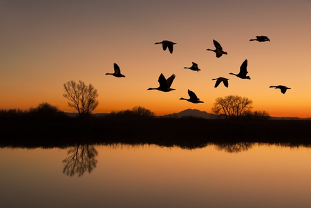 Silhouetted Canadian Geese flying at sundown over quiet Winter pond on wildlife refuge, San Joaquin 