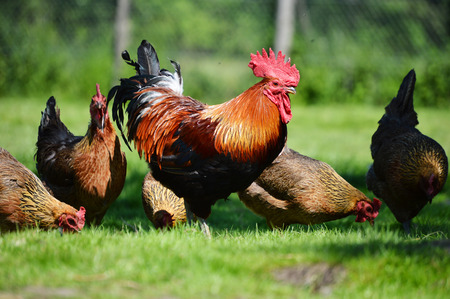 close up photo of chickens on a farm