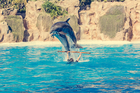 Zookeeper practicing with dolphins tricks in large pool.