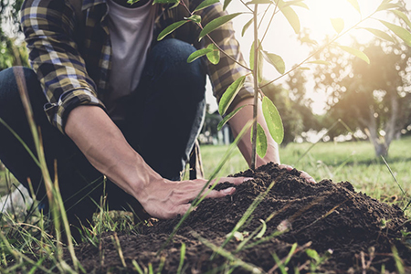 planting a tree