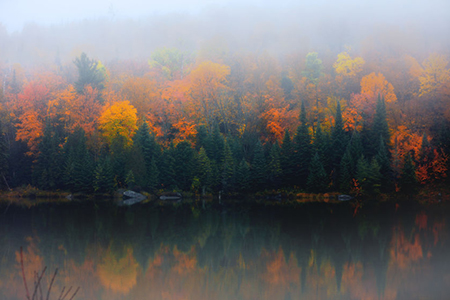 autumn forest behind lake