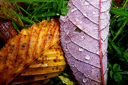 beautiful red and purple autumn leaves