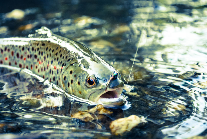 Fly Fishing Trout