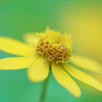 General - Image of yellow flower