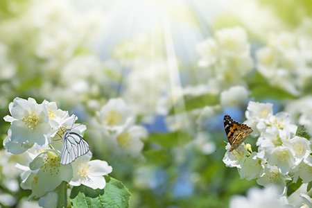 Spring background with flowering jasmine and two butterflies on flowers