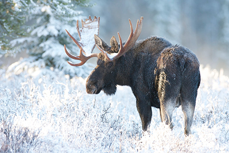 A moose seen in snowy weather