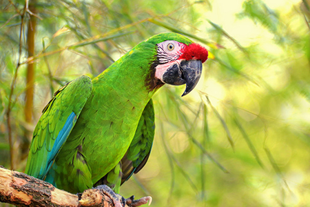 Great green military macaw