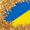 Wheat grains on the yellow and blue flag of Ukraine, Ukrainian grain crisis, global hunger crisis co