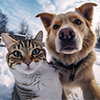 A cat and dog capturing a selfie during the winter