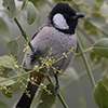 white-eared bulbul that sits on a bush branch on a cloudy winter day