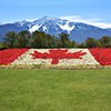 flowers in shape of canada flag