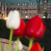 The Canadian Parliament Centre Block and Library seen from across the river in Gatineau with red and