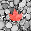red maple leaf over sea stones