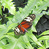 butterflies in conservatory sitting on leaves