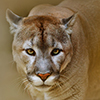 Cougar or puma is looking at camera