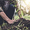 planting a tree