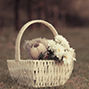 gifts and flower in a basket