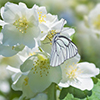 Spring background with flowering jasmine and two butterflies on flowers