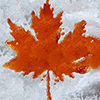 Maple taffy leaf or boiled tree sweet boiled sap syrup on snow