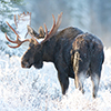 American Moose in snow with white frost on trees