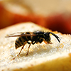 Wasp sitting on piece of bread - close up