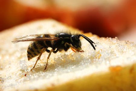 Wasp sitting on piece of bread - close up