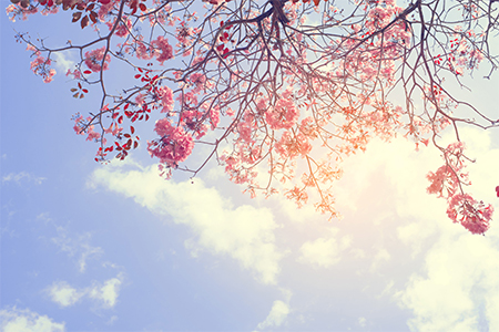 Nature background of beautiful tree pink flower in spring