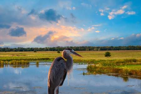 Close up shot of Great blue Heron bird in the lake on a summer evening