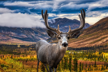 A male Deer in Canadian Nature during colorful Fall Season. Artistic Composite. Background from Tomb