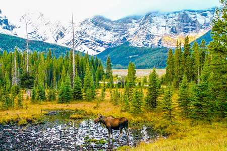 Moose in a meadow, Peter Lougheed Provincial Park Park, Alberta, Canada